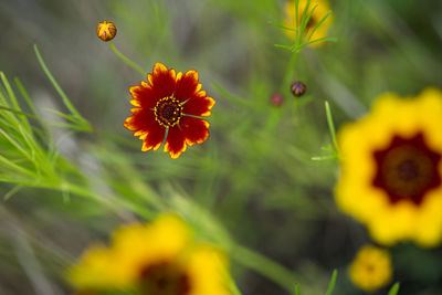 Close-up of yellow flower