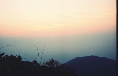 Silhouette trees against sky during sunset