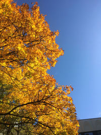 Low angle view of autumnal tree against blue sky