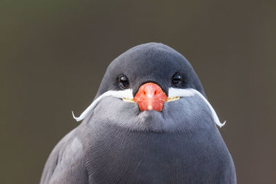 Close-up portrait of bird