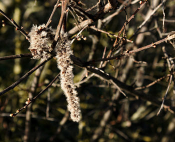 Close-up of flower tree