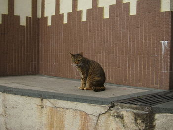 Cat sitting on floor