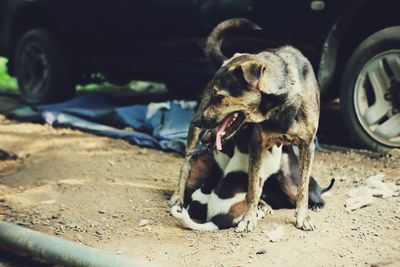Dog lying down on car