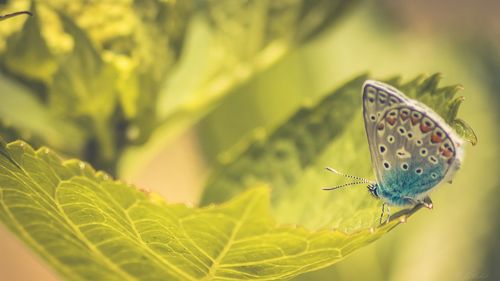 Close-up of butterfly perching on leaf