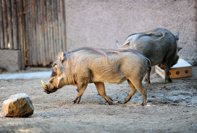 Side view of warthogs walking at zoo