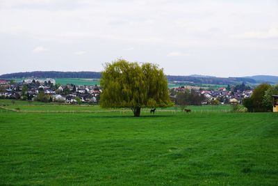 Trees on landscape against sky