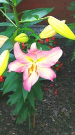 Close-up of pink flower growing on plant