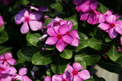 Close-up of pink flowers blooming outdoors