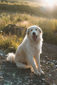 Portrait of dog sitting on field