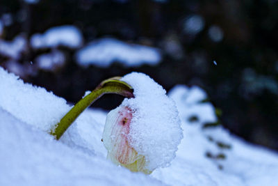 Close-up of frozen plant