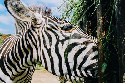 Close-up of zebra