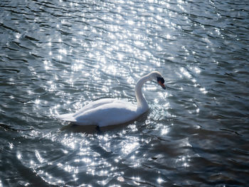 High angle view of swan swimming in lake