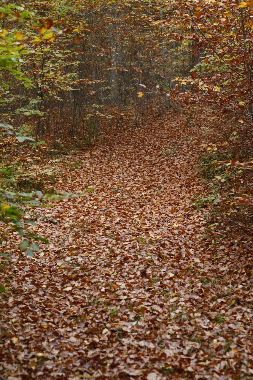 AUTUMN LEAVES ON LANDSCAPE