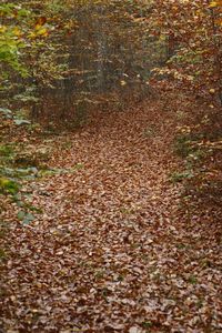 Autumn leaves in forest