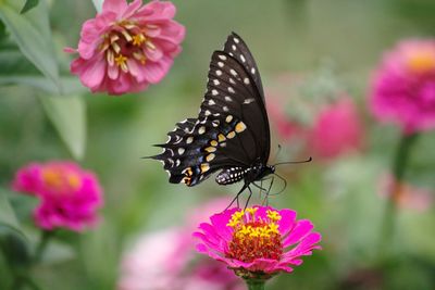 Close-up of butterfly pollinating on pink zinnia