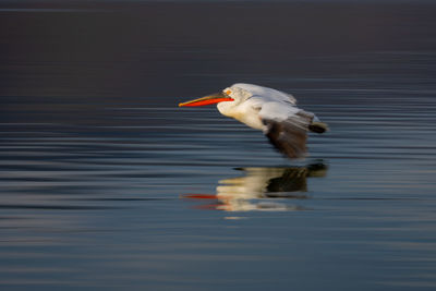 Close-up of bird flying over lake