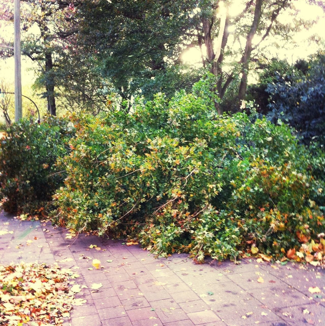 tree, growth, plant, leaf, nature, tranquility, sunlight, footpath, green color, beauty in nature, branch, park - man made space, outdoors, day, the way forward, tranquil scene, shadow, no people, forest, autumn