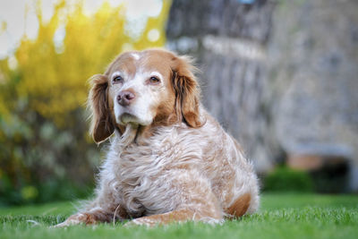 Portrait of dog sitting on field