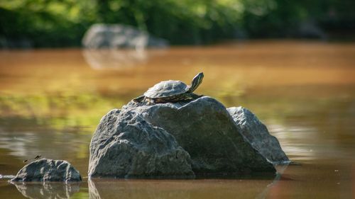 Bird on rock by lake