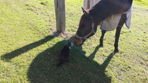 Horse on field