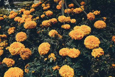 Close-up of yellow flowers blooming outdoors