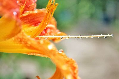 Close-up of wet tiger lily