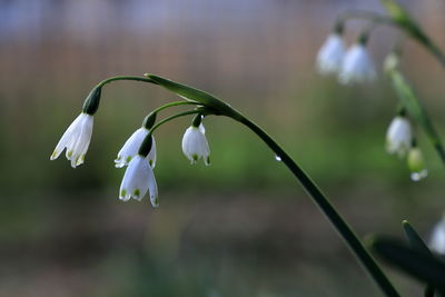 Close-up of white flowering plant