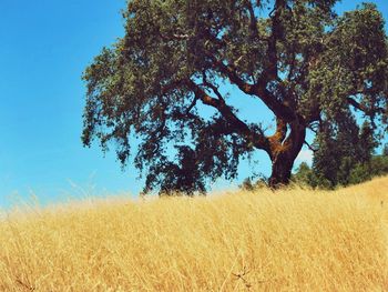 Trees on field against blue sky