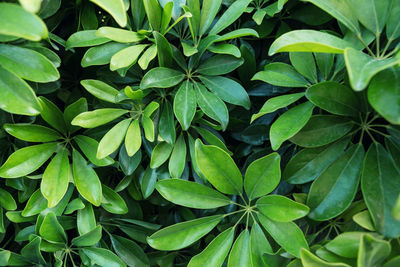 Full frame shot of green leaves