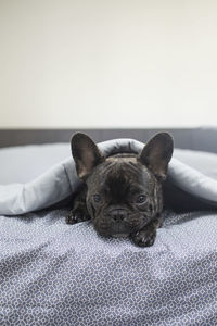 Close-up of dog lying on bed