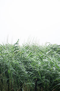 Crops growing on field against clear sky