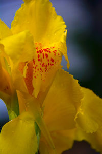 Close-up of yellow day lily blooming outdoors