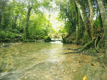 Scenic view of river in forest