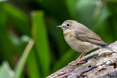 Close-up of bird perching on a tree