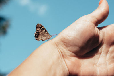 Close-up of butterfly on hand