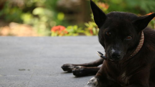 Portrait of black dog relaxing outdoors