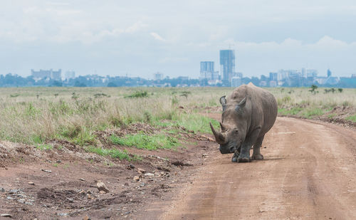 Rhinoceros walking on dirt road against cloudy sky during sunny day