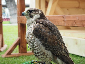 Close-up of owl perching outdoors