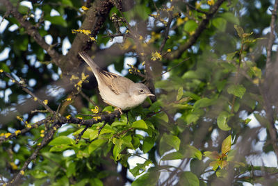 Low angle view of bird perching on tree