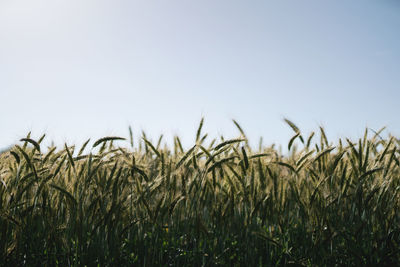 Crops growing on field against clear sky