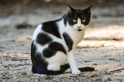 Close-up portrait of cat sitting outdoors