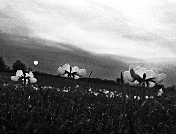 field