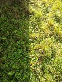 Plants growing on grassy field