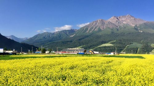 Scenic view of field against sky