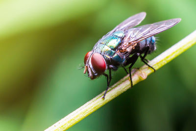 Close-up of fly on leaf