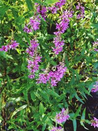 Close-up of purple flowering plants