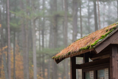 Plant growing on roof of house in forest