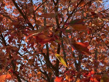 Close-up of maple tree