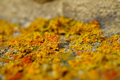 Close-up of autumn leaf on rock