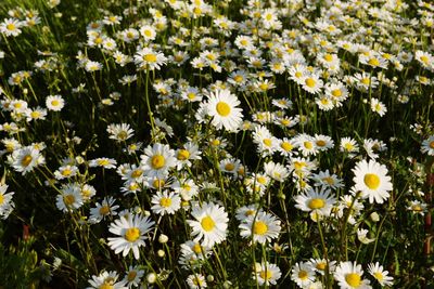 Close-up of white daisy flowers blooming in field